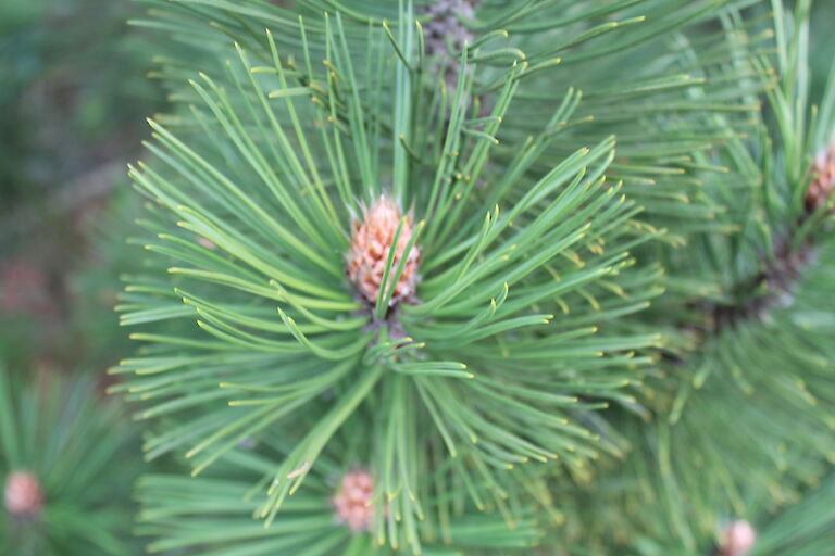 Pinus heldreichii