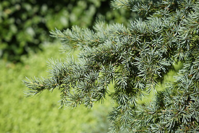 Tsuga mertensiana Glauca