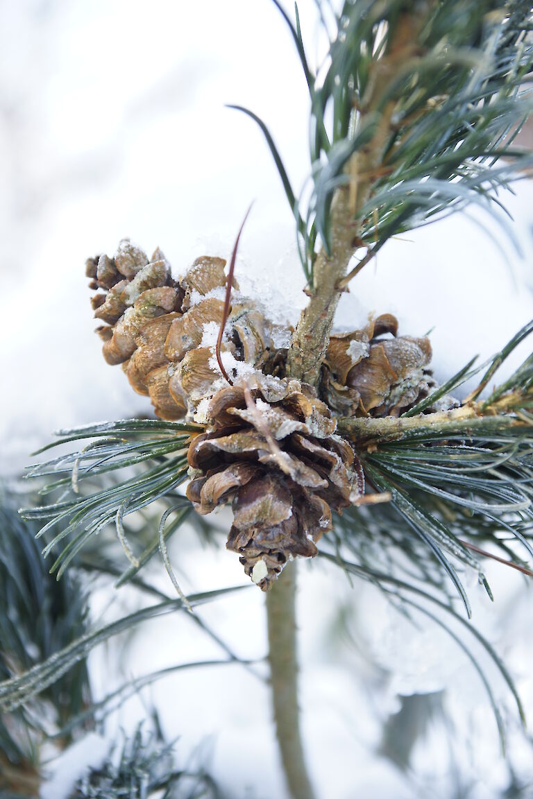 Pinus paviflora Winter