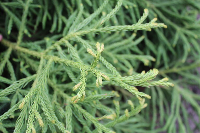 Cryptomeria japonica 'Spiralis'