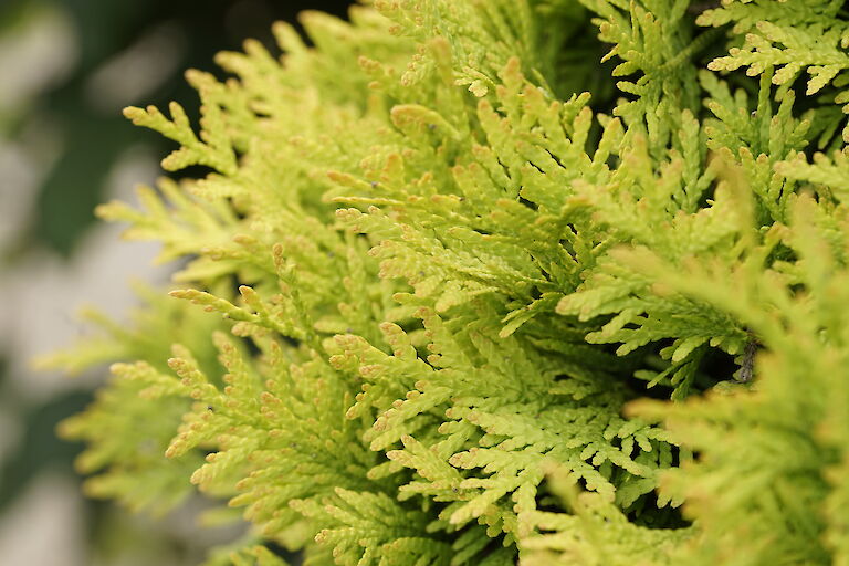 Thuja occidentalis Sunkist