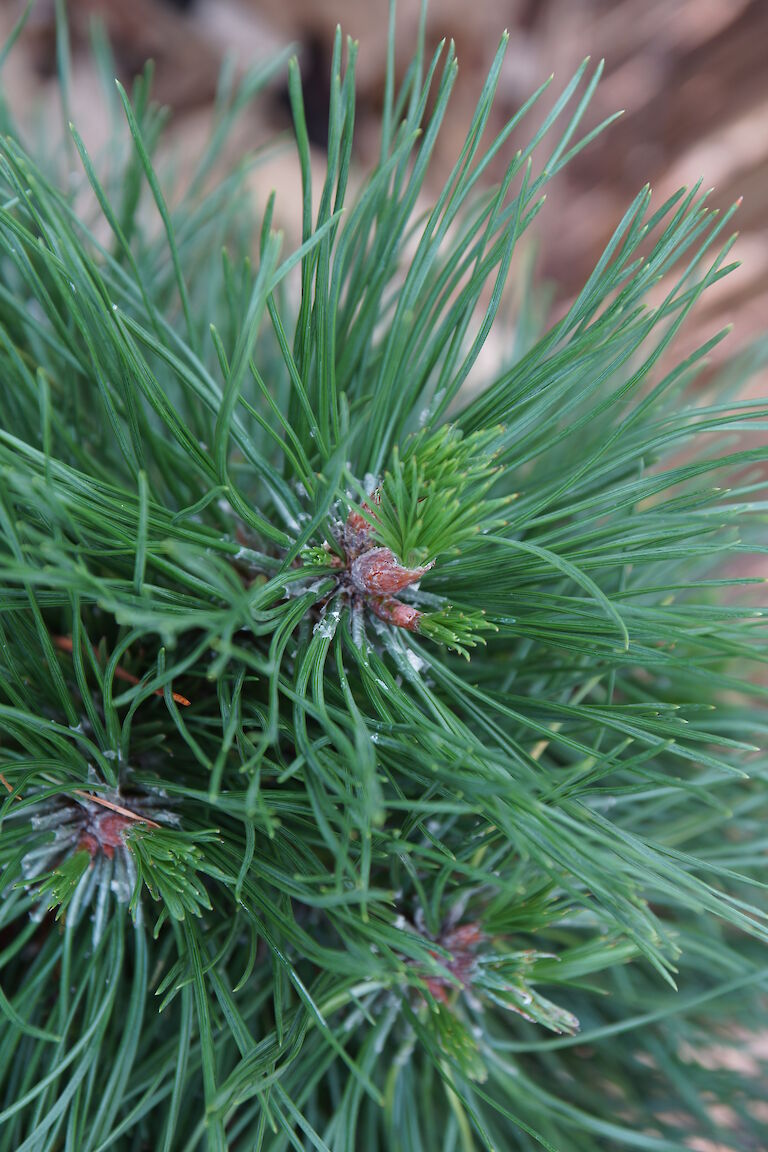 Pinus mugo 'Varella'