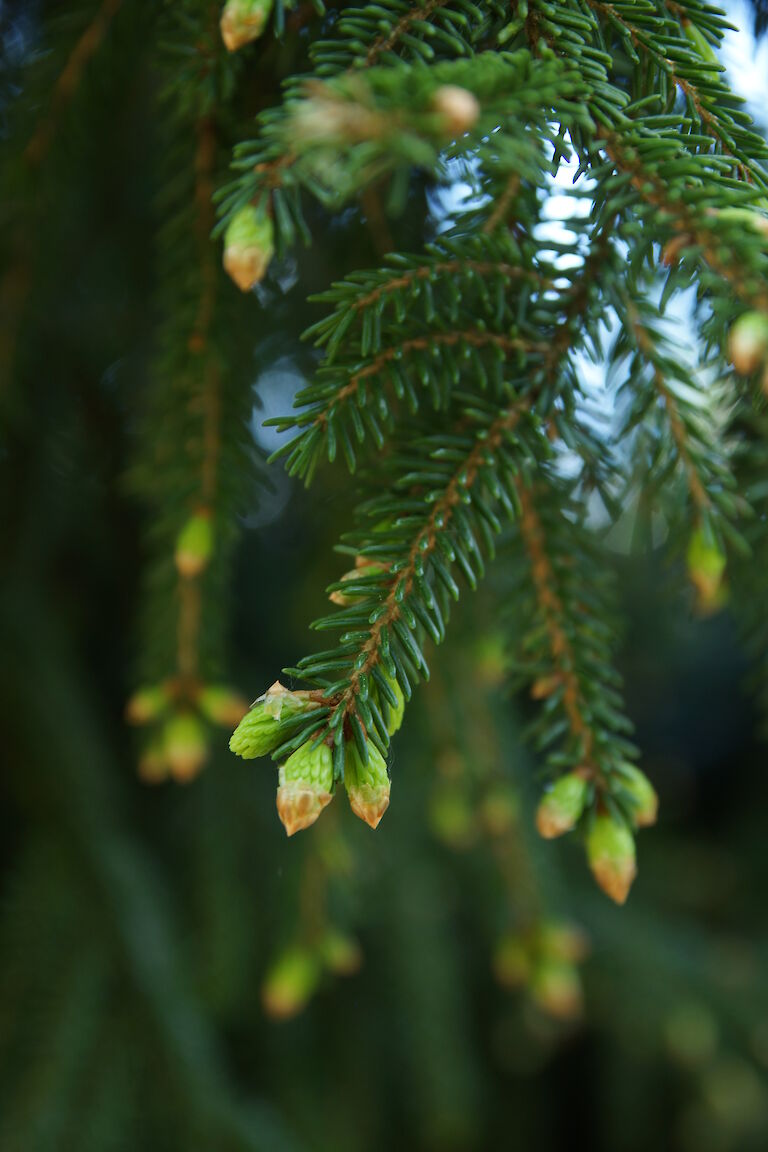 Picea orientalis 'Nutans'