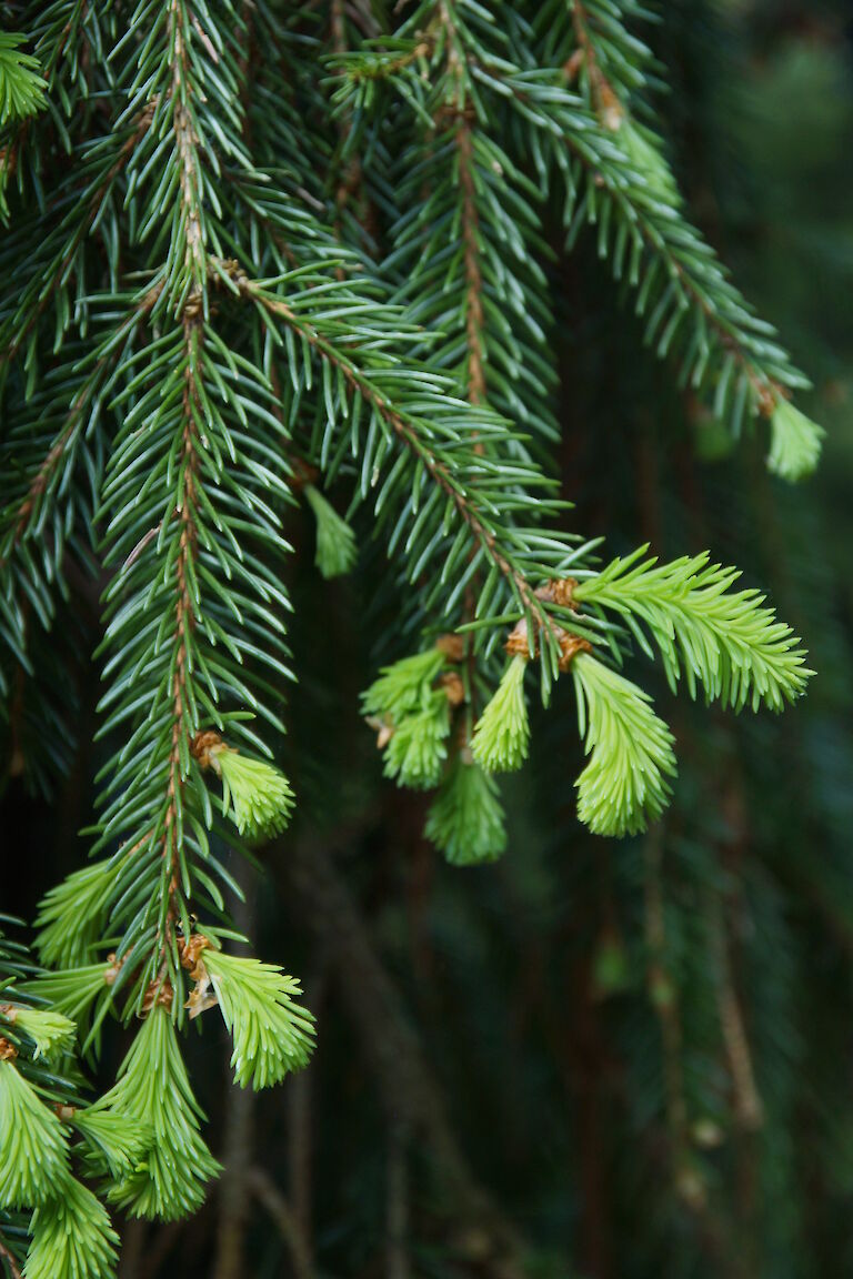 Picea abies 'Inversa'