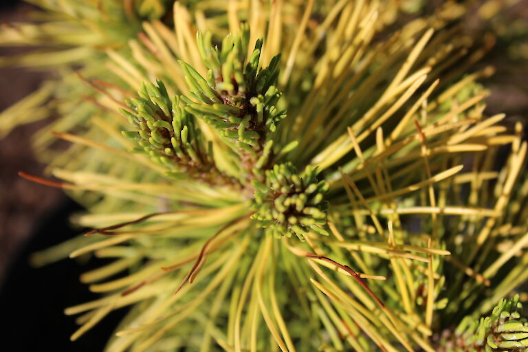 Pinus mugo 'Lemon Lime'