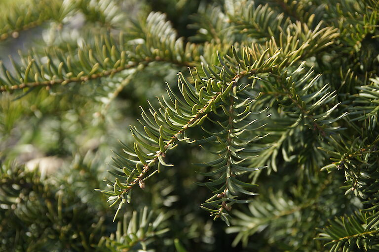 Taxus baccata 'Repandens'