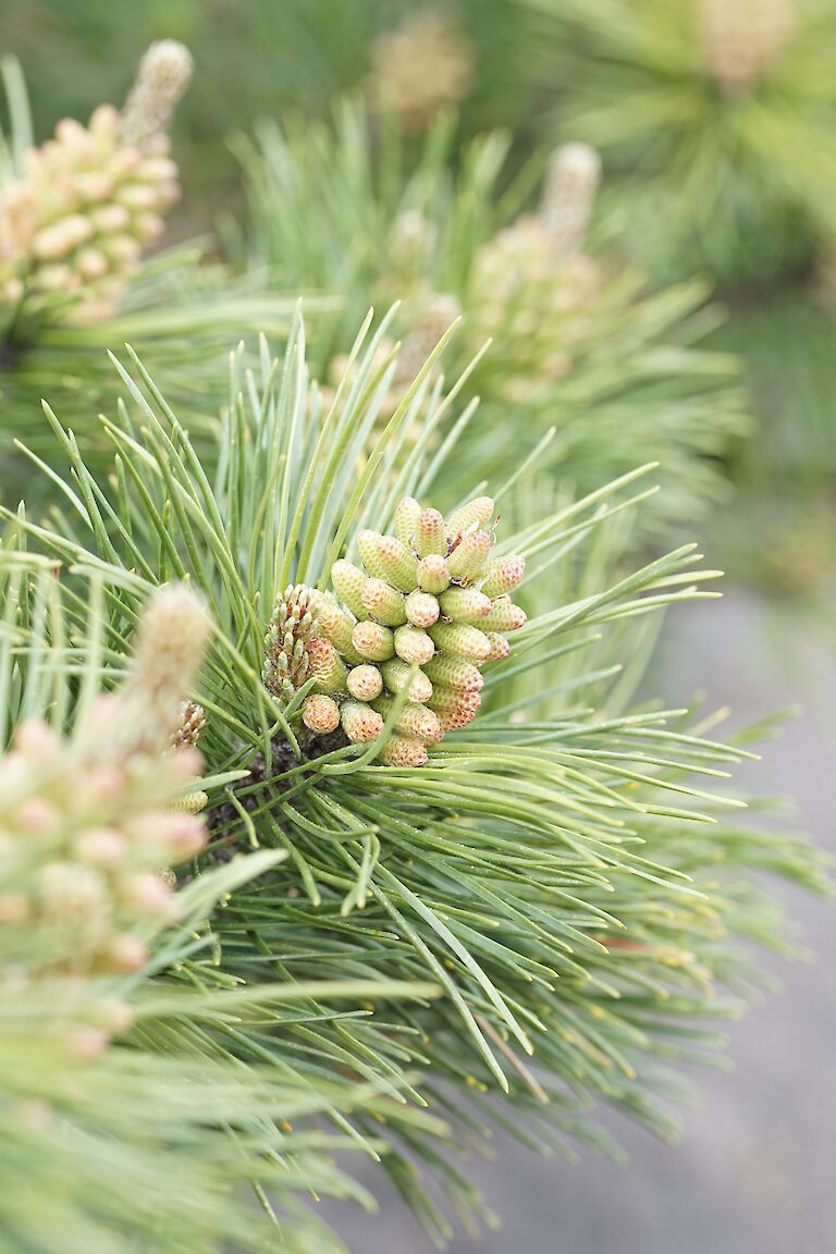 Pinus contorta