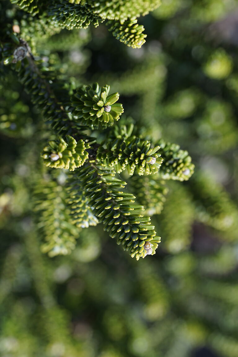 Abies koreana Oberan