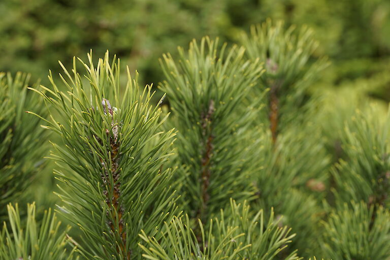 Pinus mugo Ophir