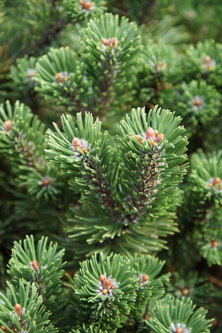 Pinus mugo 'Sherwood Compact'