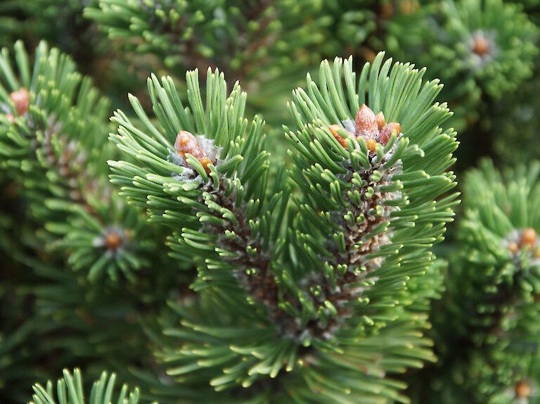 Pinus mugo 'Sherwood Compact'