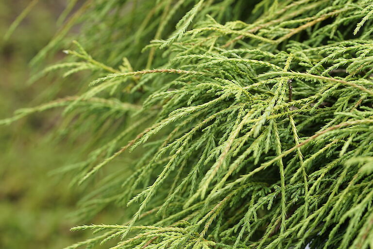 Chamaecyparis pisifera Filifera