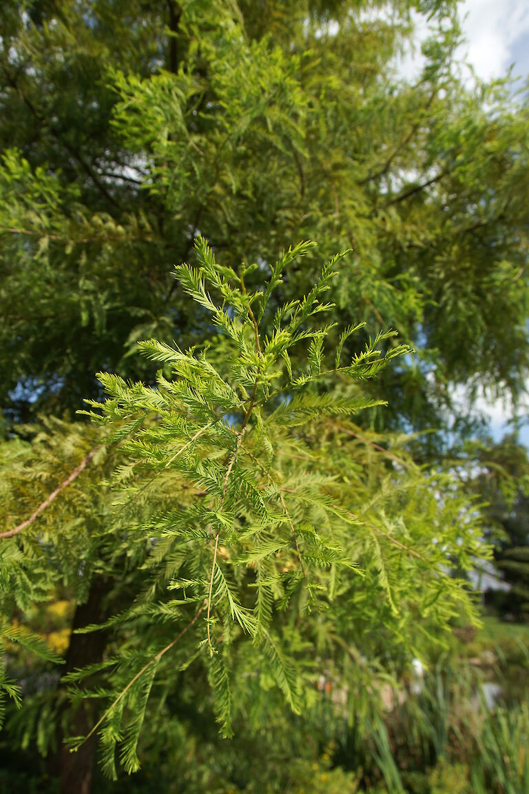 Taxodium distichum