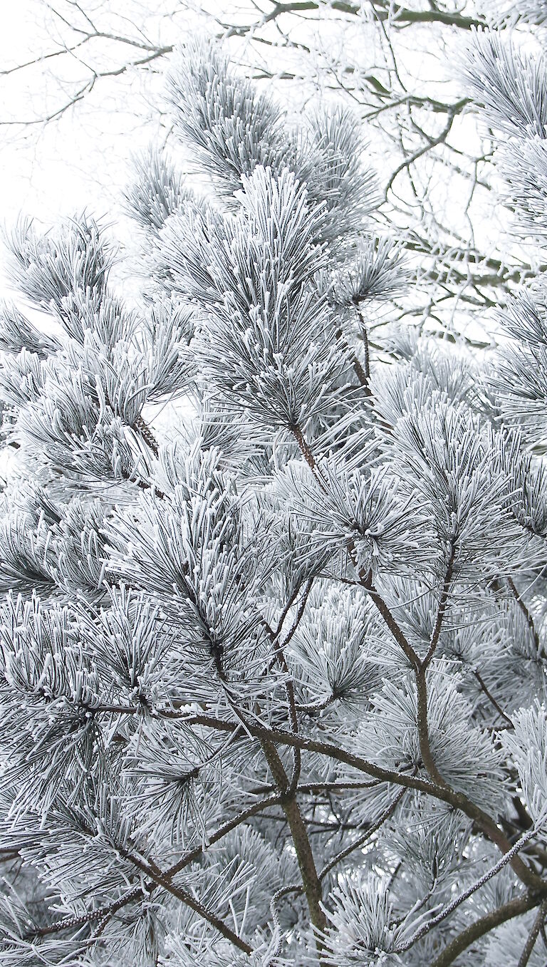  Pinus nigra Winter