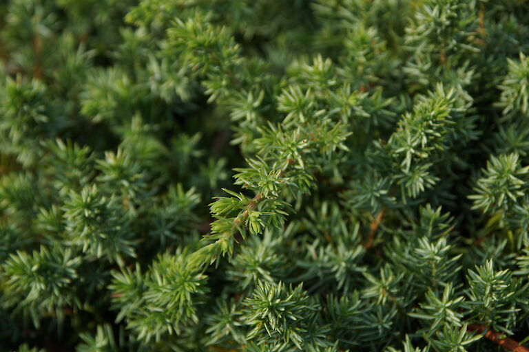 Juniperus conferta 'Blue Pacific'