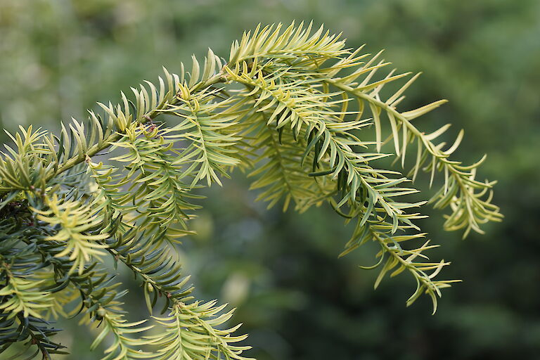 Taxus baccata Dovastonii Aurea