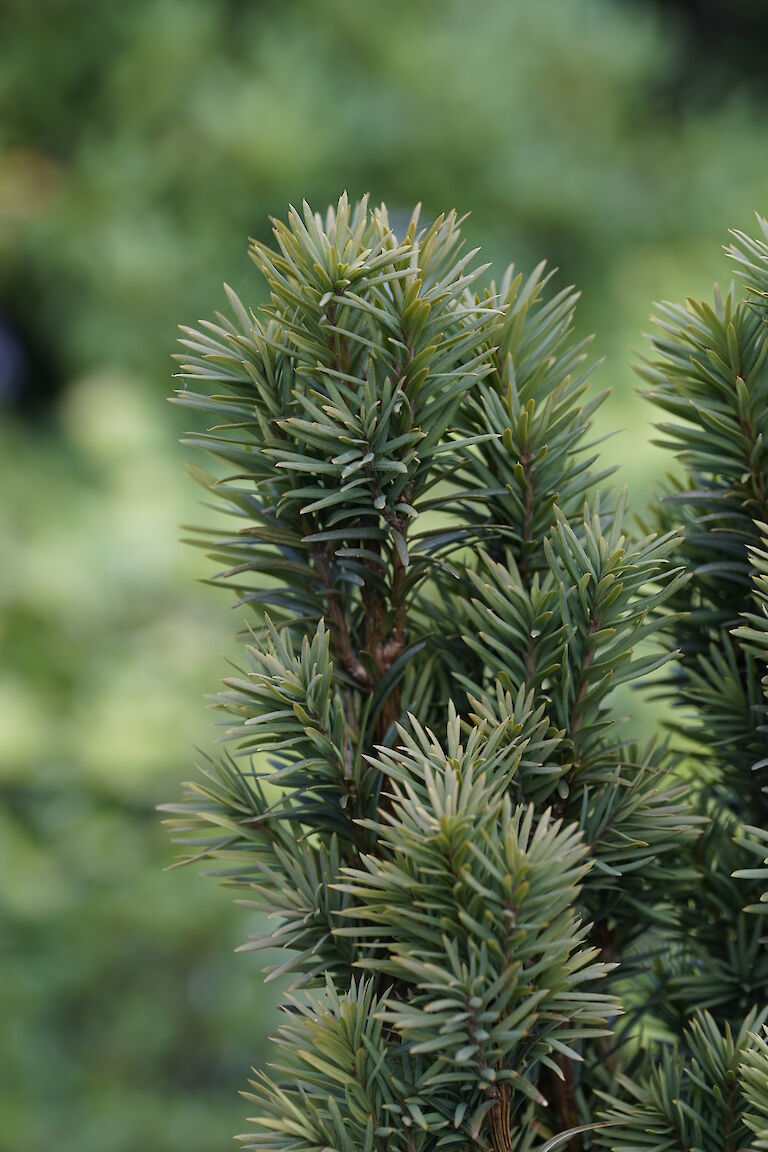 Taxus baccata Fastigiata Robusta