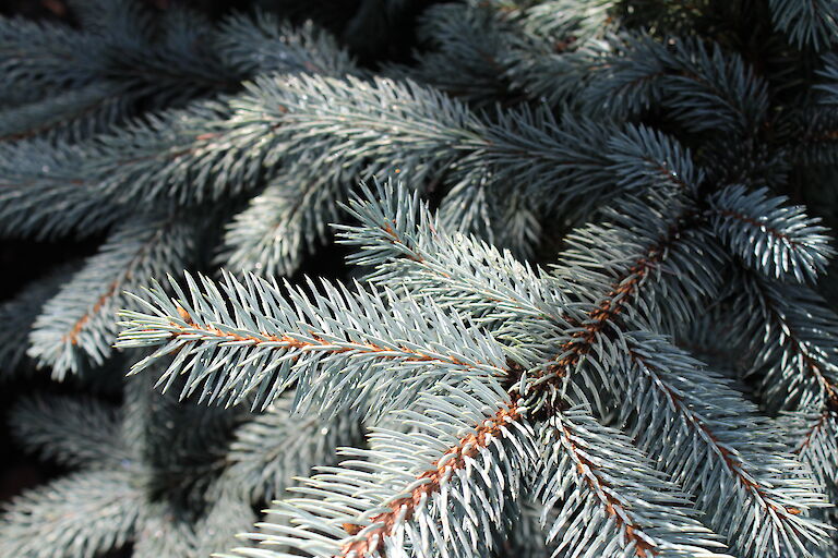 Picea pungens 'Hoopsii'