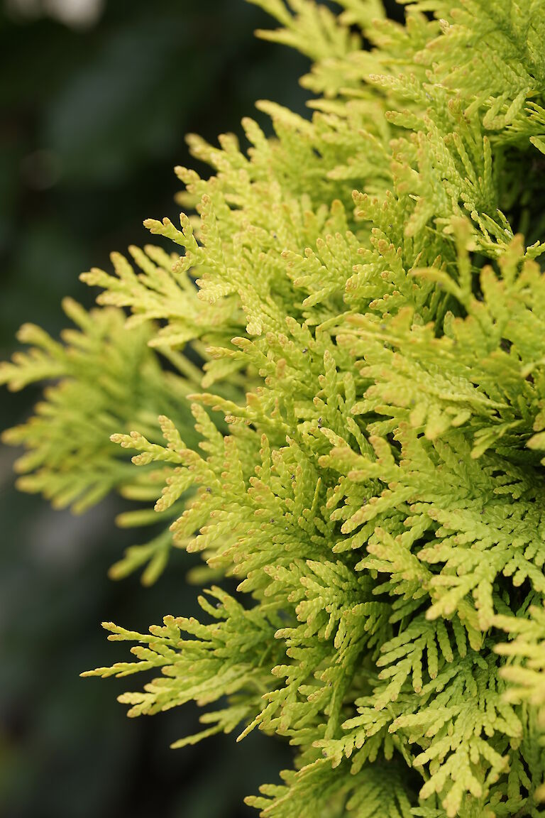 Thuja occidentalis Sunkist