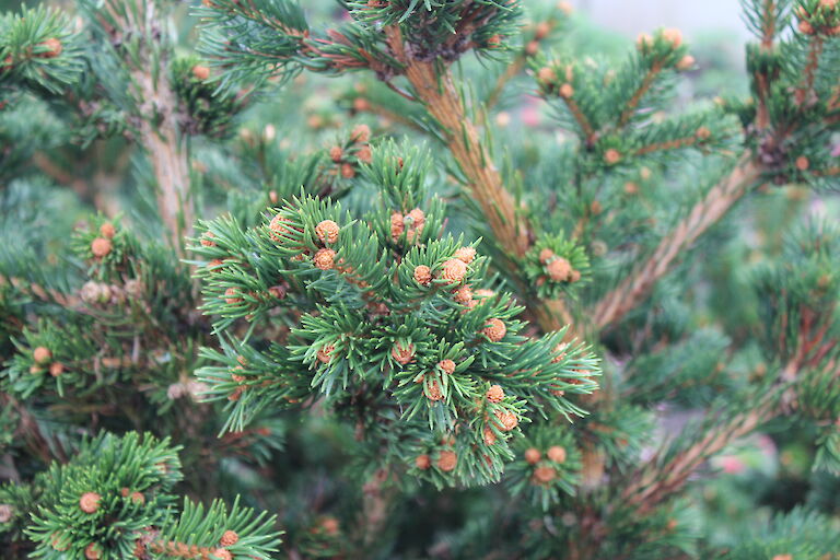 Picea pungens 'Lucky Strike'