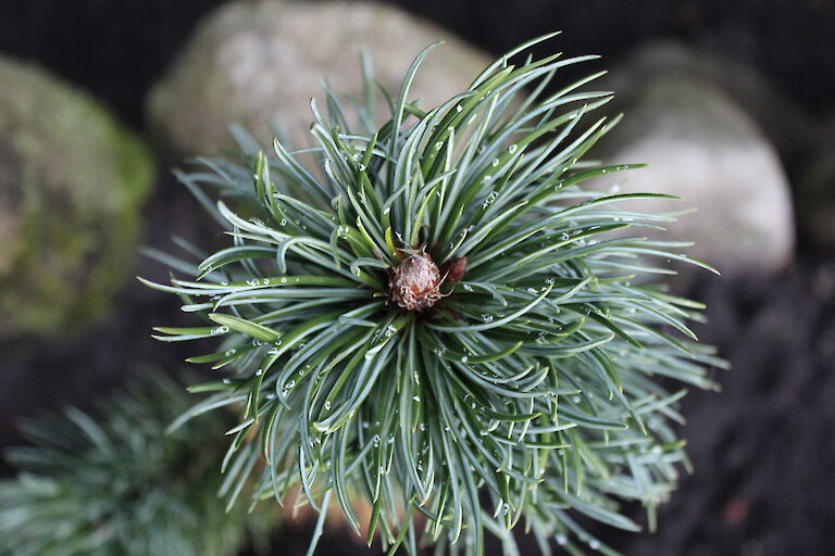 Pinus aristata