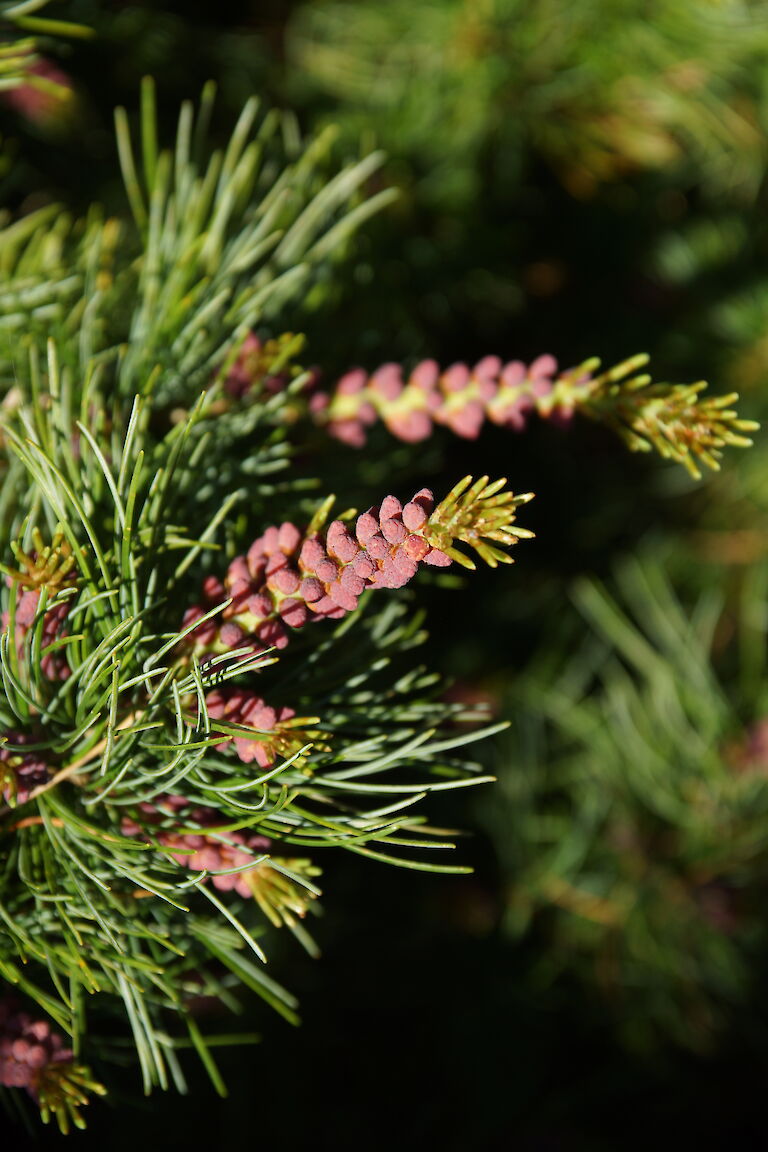 Pinus Strobus 'Mini Twists'