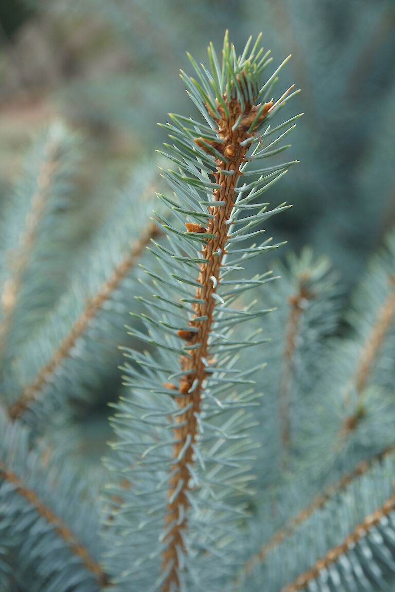 Picea pungens 'Edith'