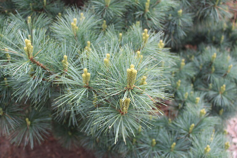 Pinus strobus 'Radiata' Kuck PR