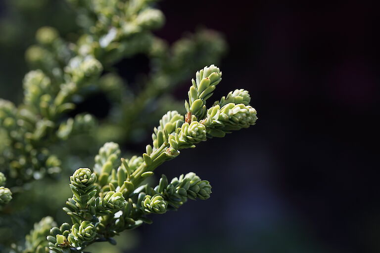 Taxus baccata Amersfoort