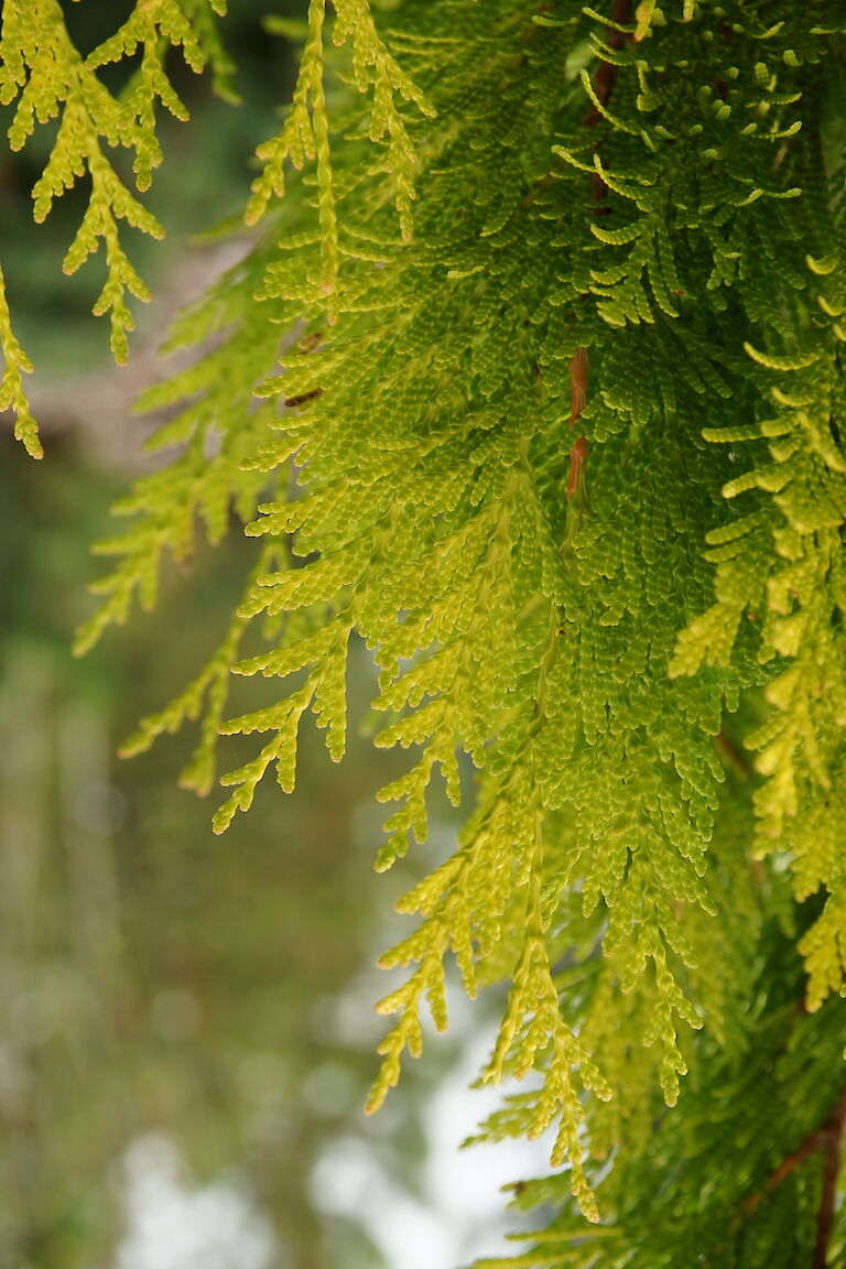 Thuja plicata '4ever Goldy'