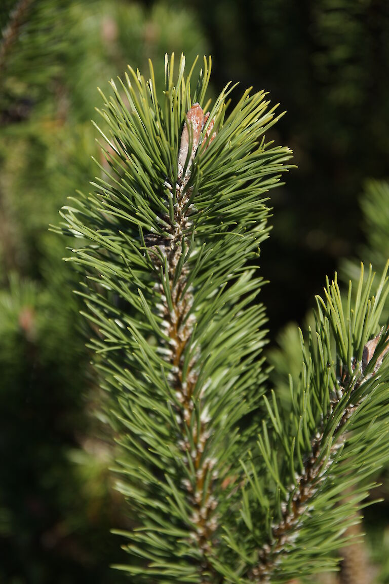 Pinus heldreichii