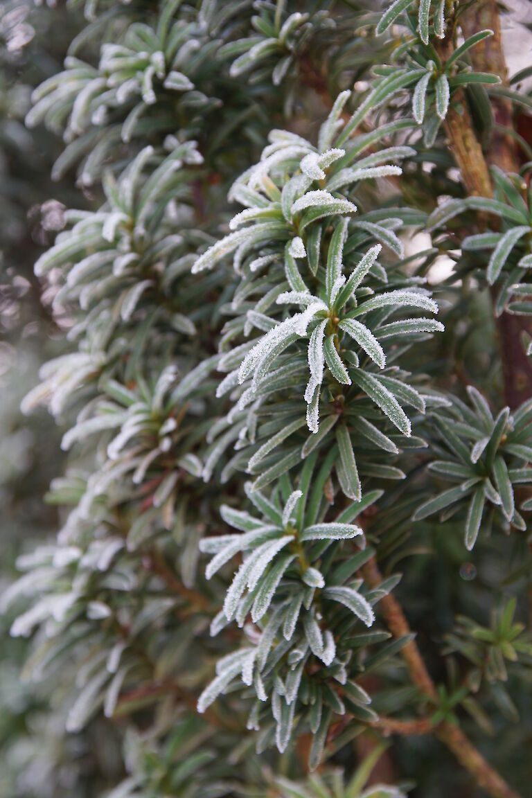 Taxus Winter