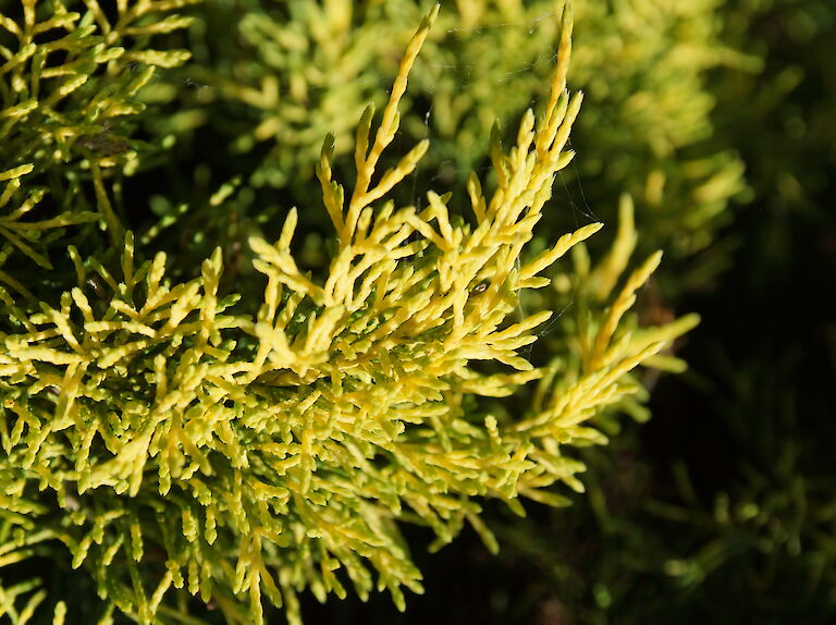 Juniperus media 'Golden Saucer'
