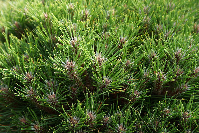 Pinus nigra 'Marie Bregeon'