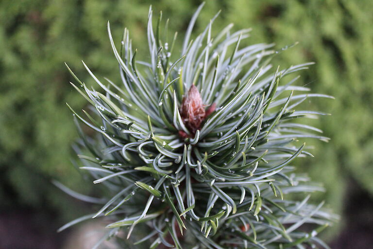 Pinus aristata