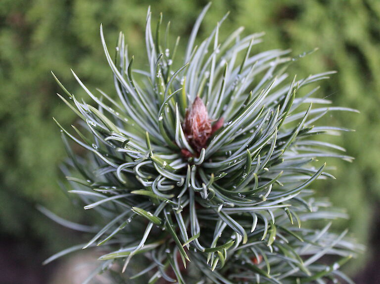 Pinus aristata