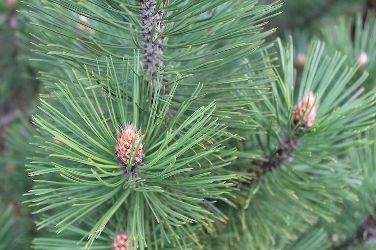 Pinus heldreichii