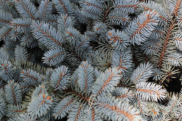 Picea pungens 'Glauca Globosa'