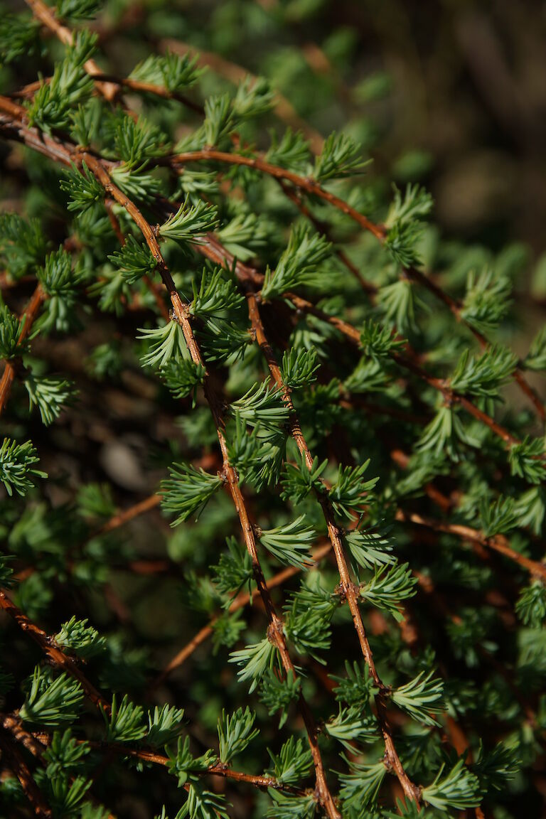 Larix kaempferi 'Puli'