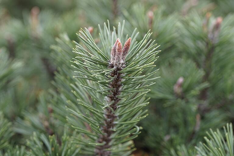 Pinus mugo Humpy