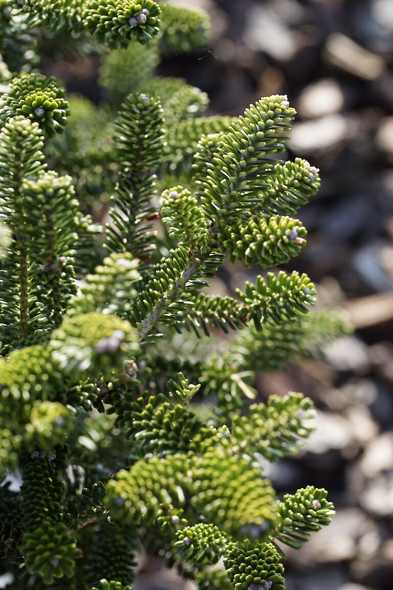 Abies koreana Oberan