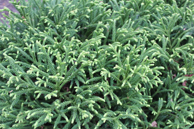 Cryptomeria japonica 'Little Champion'