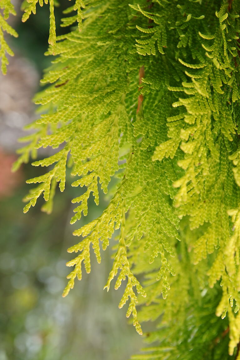 Thuja plicata '4ever Goldy'