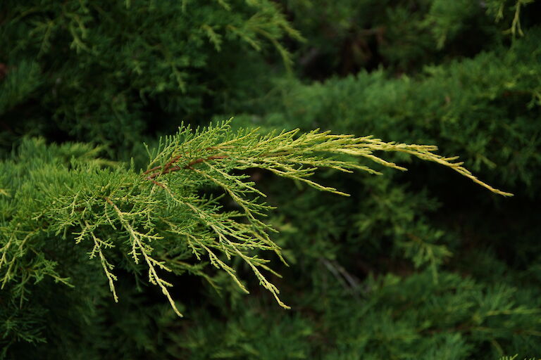  Juniperus chinensis 'Dierks Goldpfitzer'