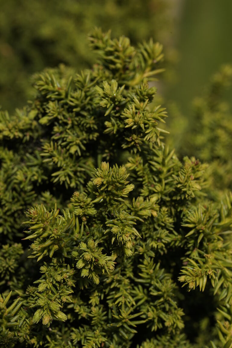 Cryptomeria japonica Bandai