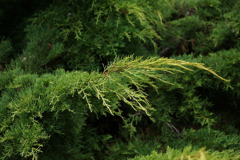  Juniperus chinensis 'Dierks Goldpfitzer'