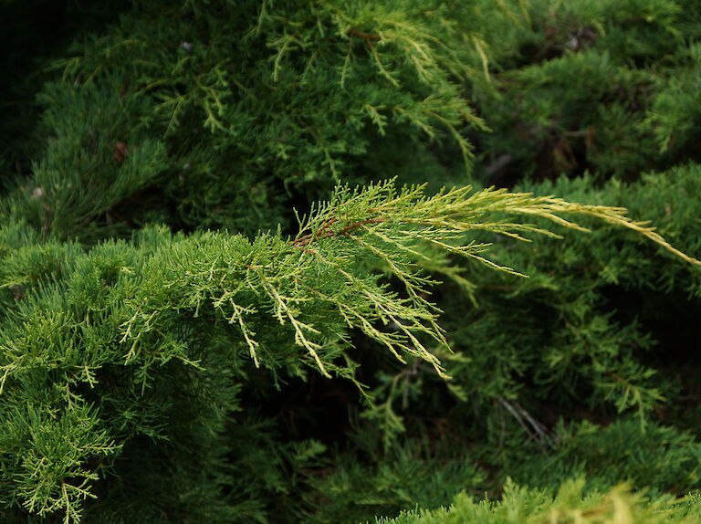  Juniperus chinensis 'Dierks Goldpfitzer'