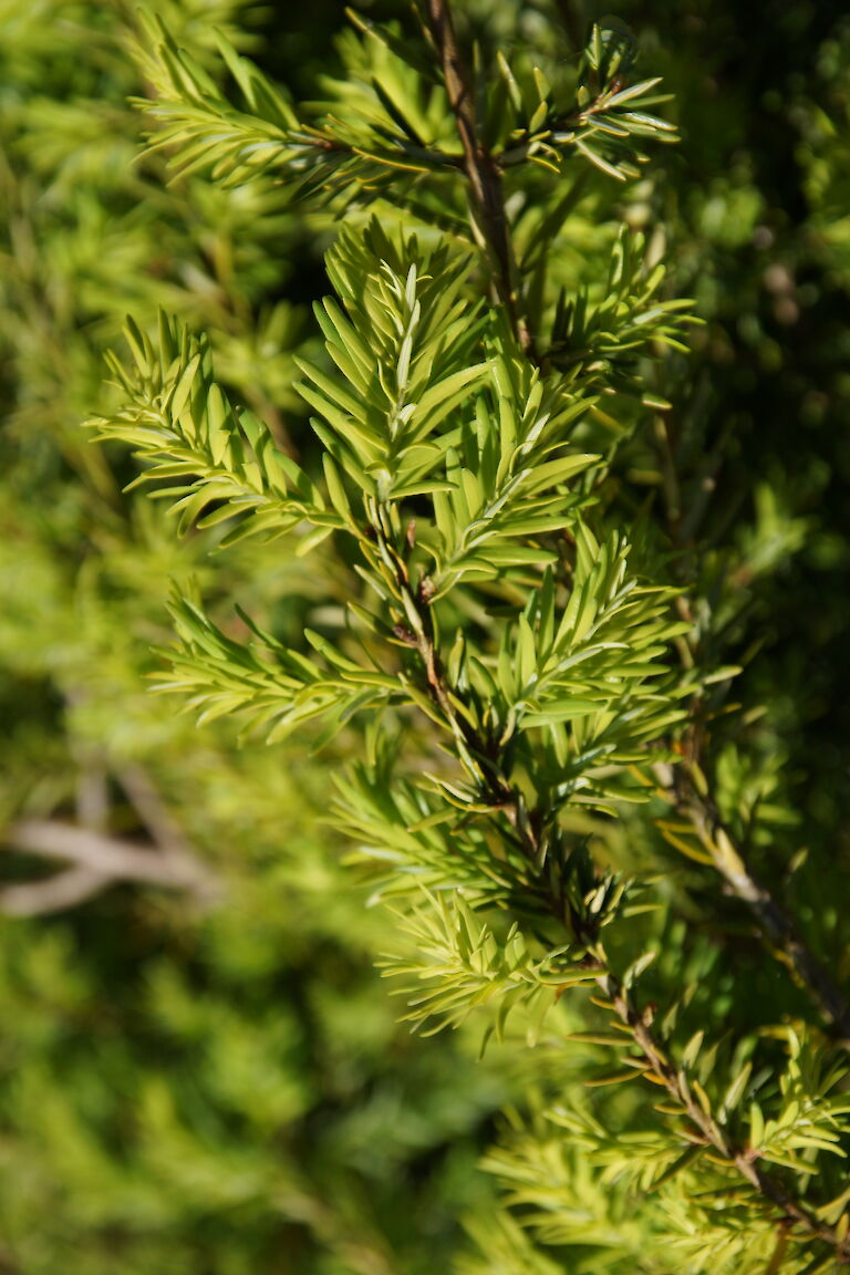 Tsuga canadensis 'Pendula'