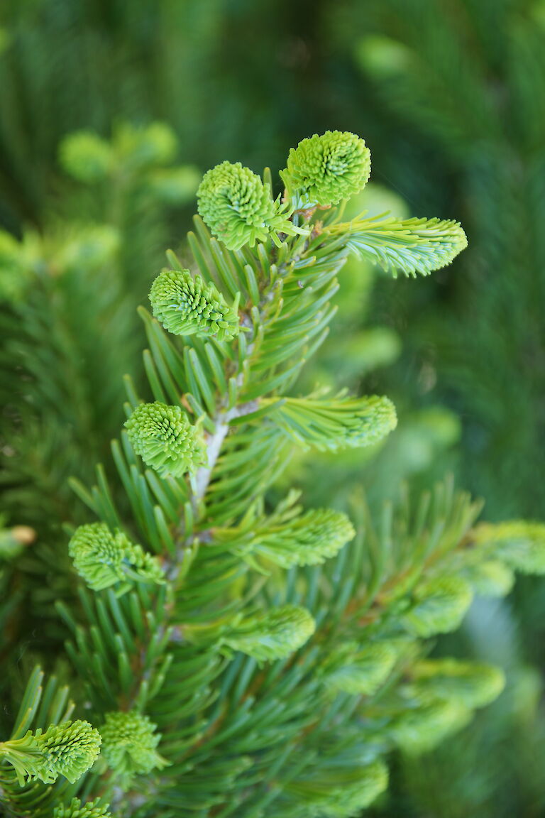 Abies veitchii 'Pendula'