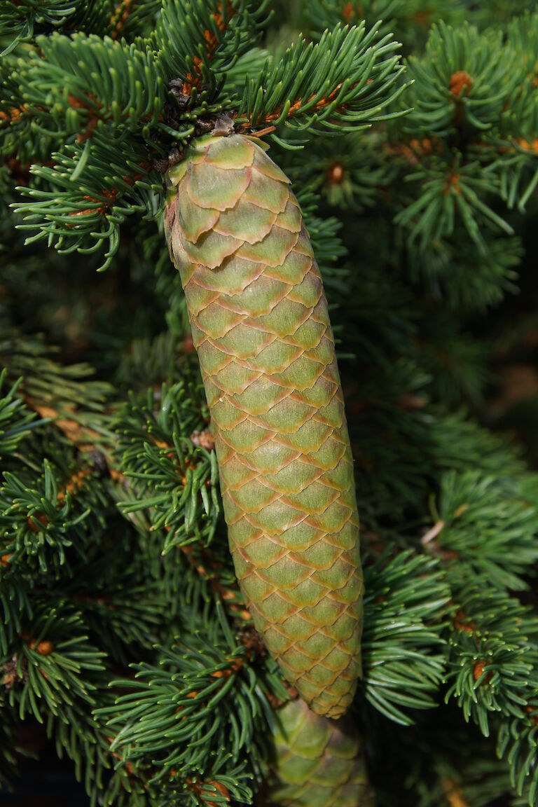 Picea pungens 'Lucky Strike'